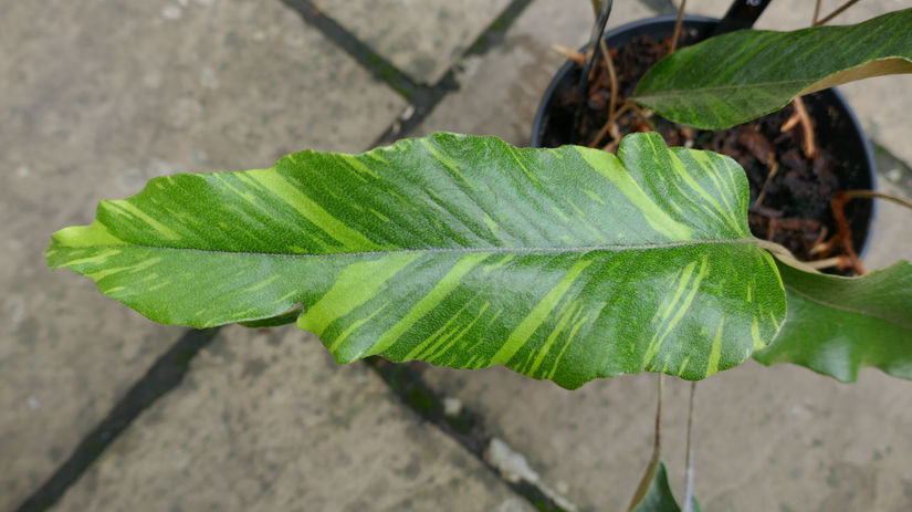 Hardy and Cold-Tolerant Pyrrosia and Related Genera